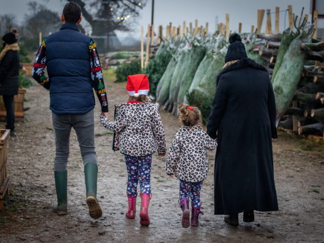 Christmas Tree Farms In Cheshire